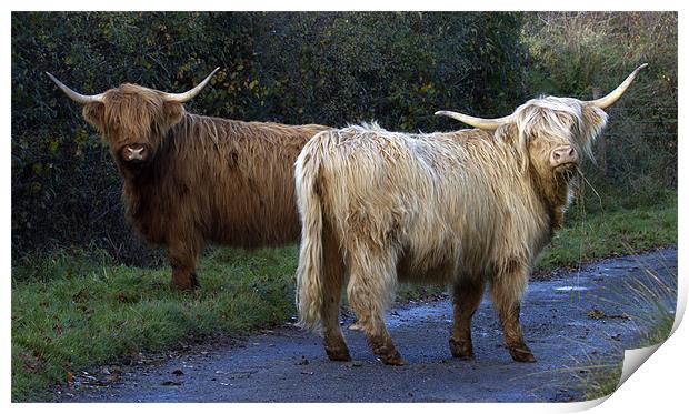 Highland Cows Print by Mike Gorton