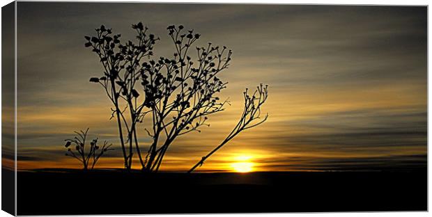 winter sun Canvas Print by dale rys (LP)