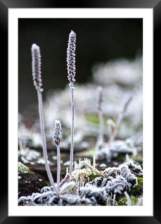 Frosty weed Framed Mounted Print by karen grist