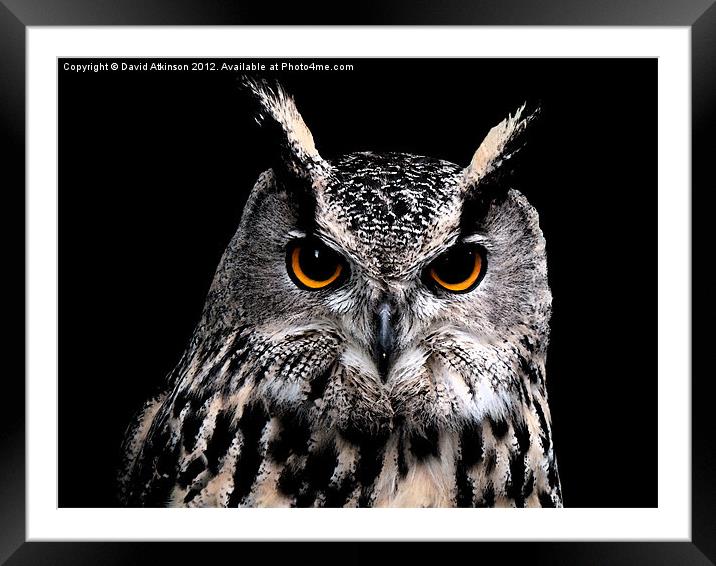EAGLE OWL Framed Mounted Print by David Atkinson