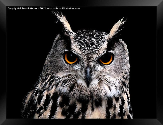 EAGLE OWL Framed Print by David Atkinson
