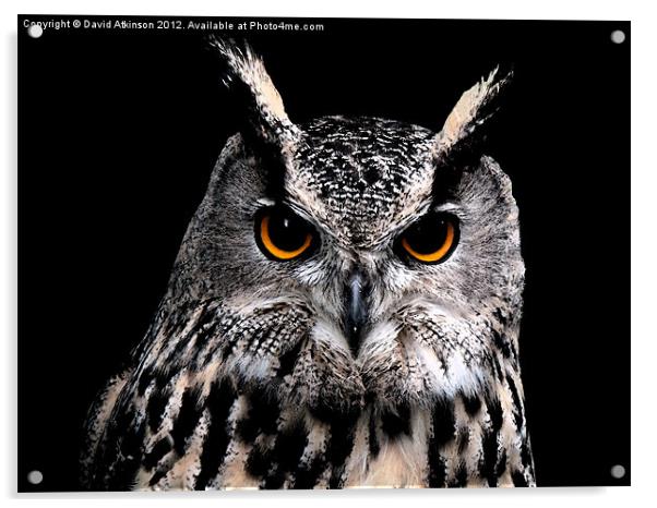 EAGLE OWL Acrylic by David Atkinson