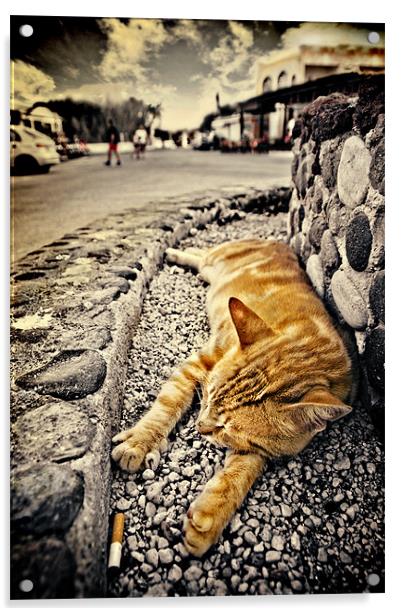 alley cat siesta in grunge Acrylic by meirion matthias