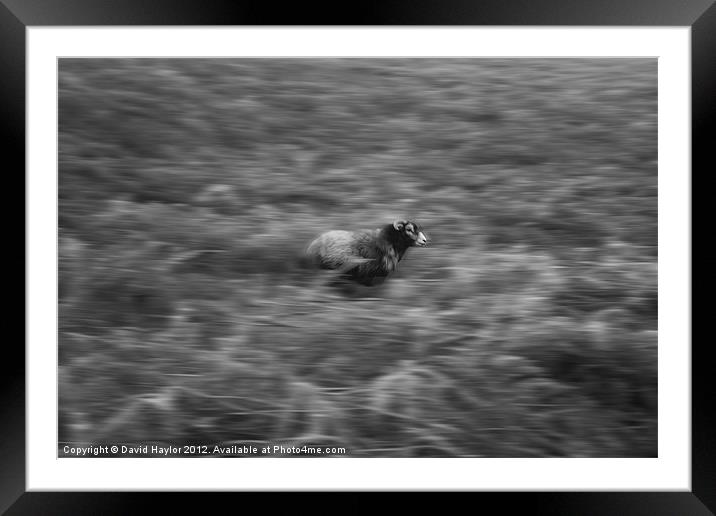 Running Sheep Framed Mounted Print by David Haylor