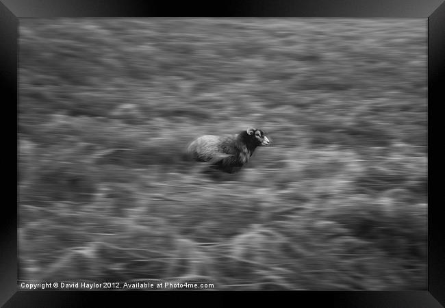 Running Sheep Framed Print by David Haylor
