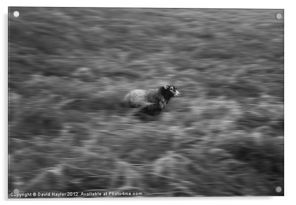 Running Sheep Acrylic by David Haylor