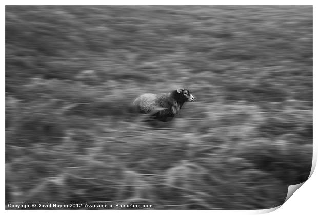 Running Sheep Print by David Haylor