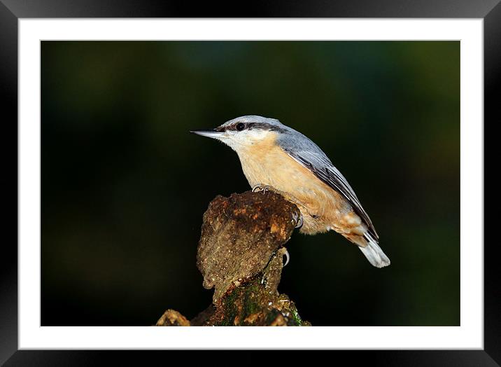 Nuthatch Framed Mounted Print by Grant Glendinning