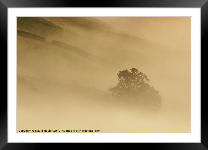 Misty Tree Framed Mounted Print by David Haylor
