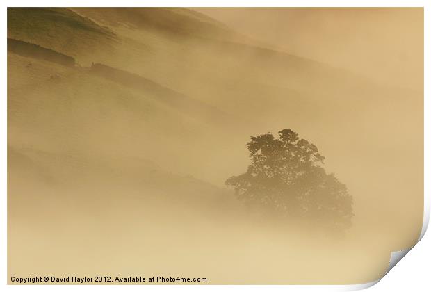 Misty Tree Print by David Haylor