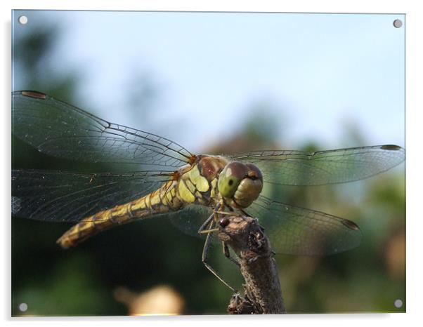dragonfly Acrylic by carin severn
