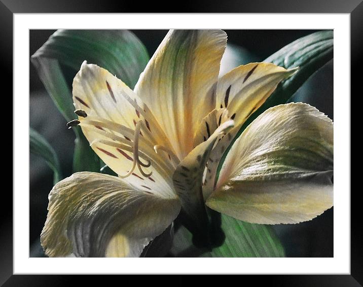 Lily Framed Mounted Print by carin severn