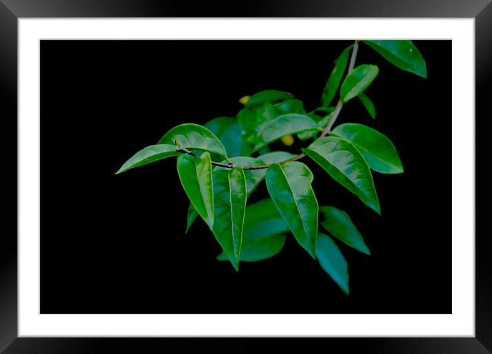 Green leaves.. Framed Mounted Print by Nadeesha Jayamanne