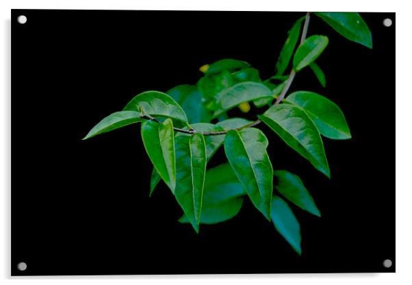 Green leaves.. Acrylic by Nadeesha Jayamanne