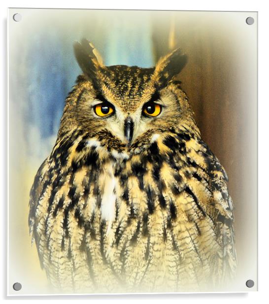 European Eagle Owl Acrylic by Jacqui Kilcoyne