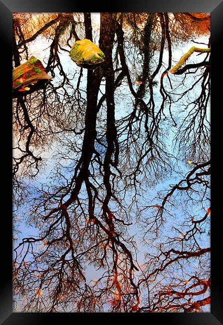 Flooded Forest Framed Print by Jon Short