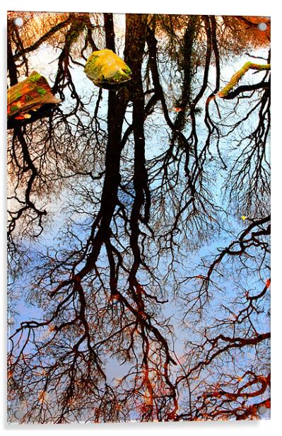 Flooded Forest Acrylic by Jon Short