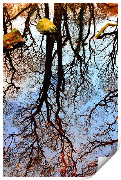 Flooded Forest Print by Jon Short