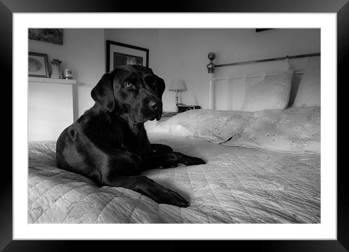 Labrador on bed Framed Mounted Print by Simon Wrigglesworth
