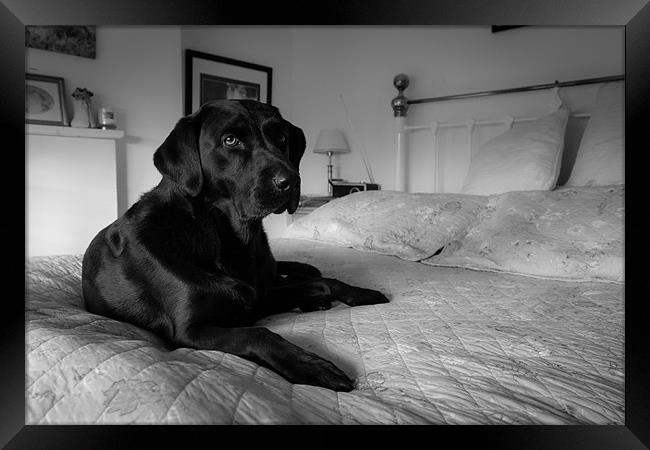 Labrador on bed Framed Print by Simon Wrigglesworth