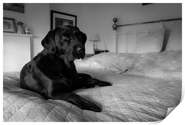 Labrador on bed Print by Simon Wrigglesworth
