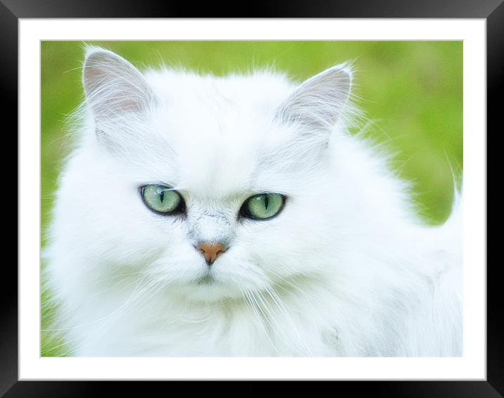 Persian Cat Framed Mounted Print by Paul Fisher