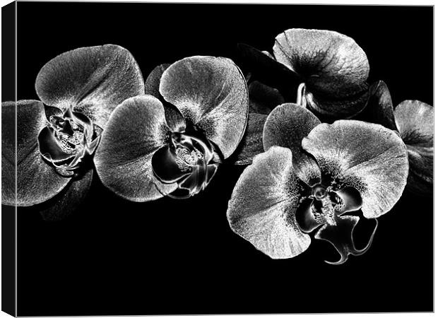Silver Orchids Canvas Print by Mary Lane