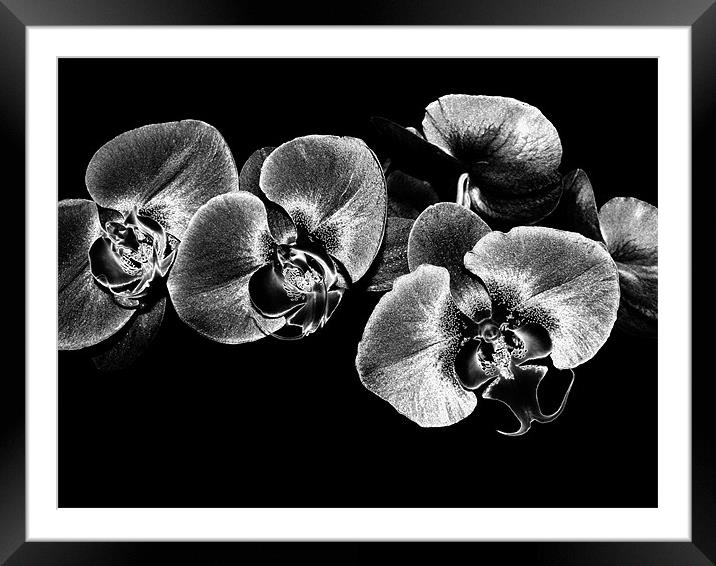 Silver Orchids Framed Mounted Print by Mary Lane