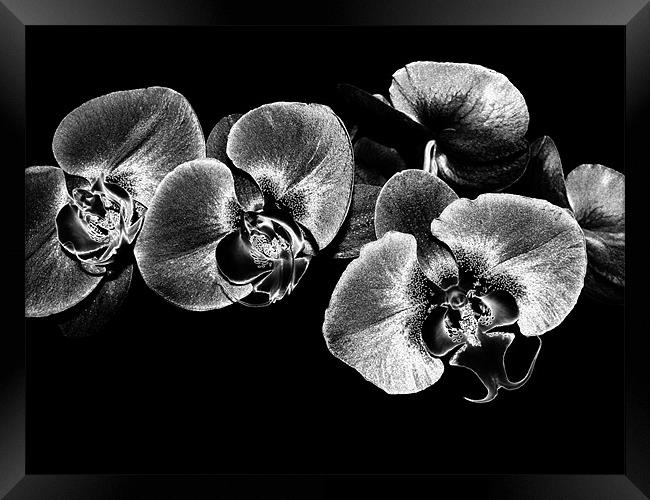 Silver Orchids Framed Print by Mary Lane