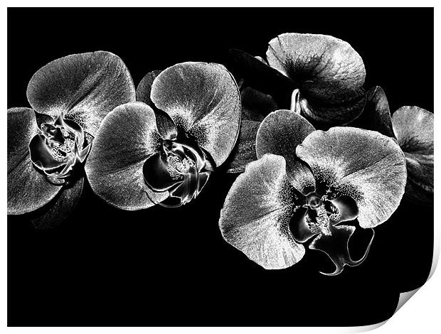 Silver Orchids Print by Mary Lane