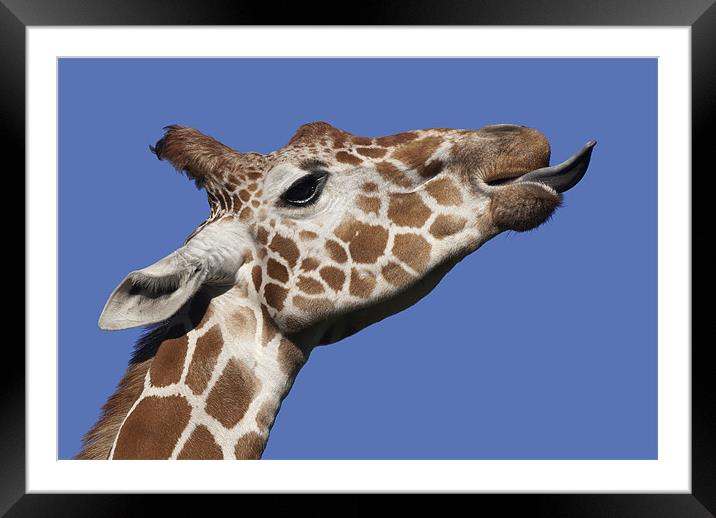 Giraffe Framed Mounted Print by Mary Lane