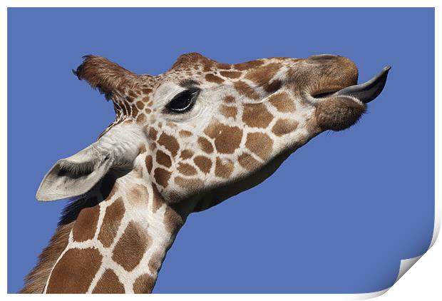 Giraffe Print by Mary Lane