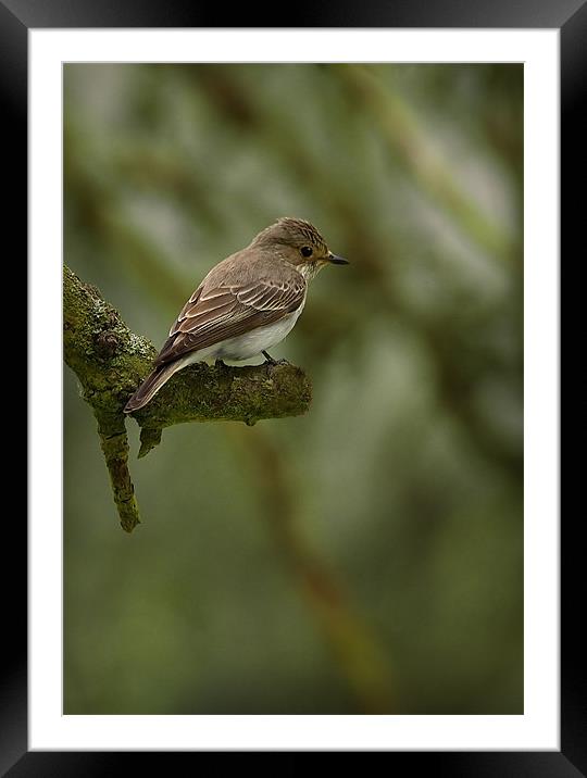 SPOTTED FLYCATCHER Framed Mounted Print by Anthony R Dudley (LRPS)