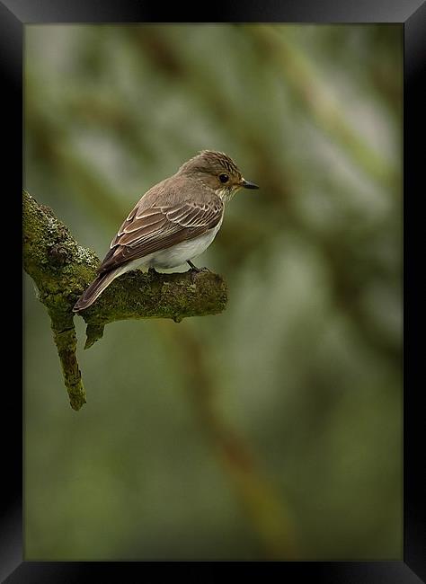 SPOTTED FLYCATCHER Framed Print by Anthony R Dudley (LRPS)