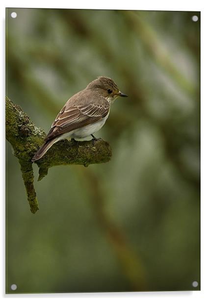 SPOTTED FLYCATCHER Acrylic by Anthony R Dudley (LRPS)