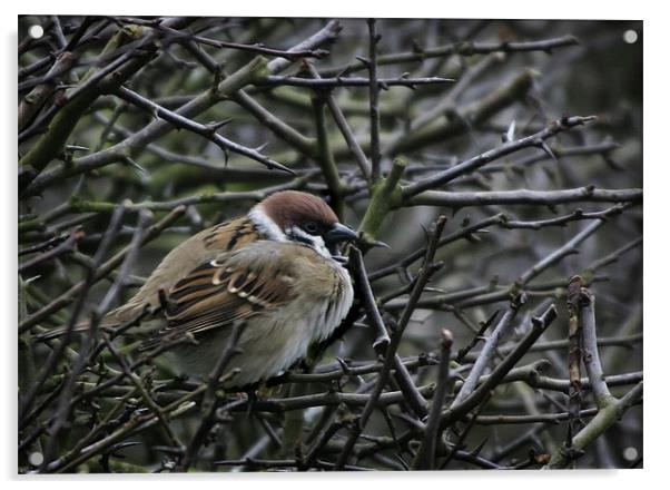 TREE SPARROW Acrylic by Anthony R Dudley (LRPS)