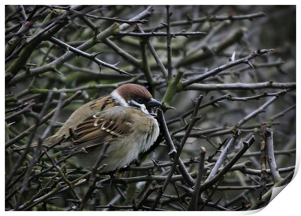TREE SPARROW Print by Anthony R Dudley (LRPS)