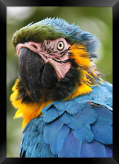 Vibrant Parrot Framed Print by Mike Gorton