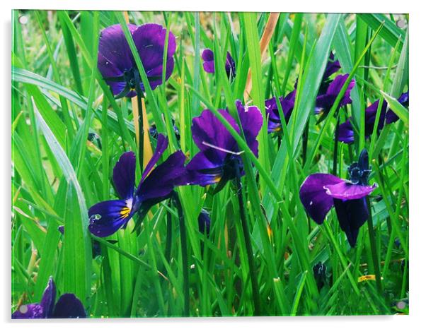 purple flowers Acrylic by carin severn