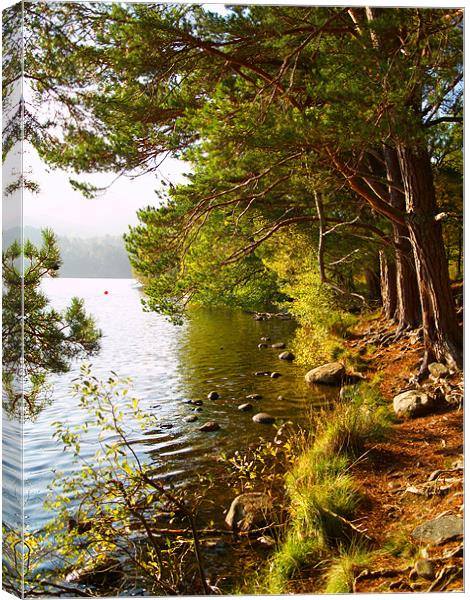 Loch an Eilien Canvas Print by Tracey Whitefoot