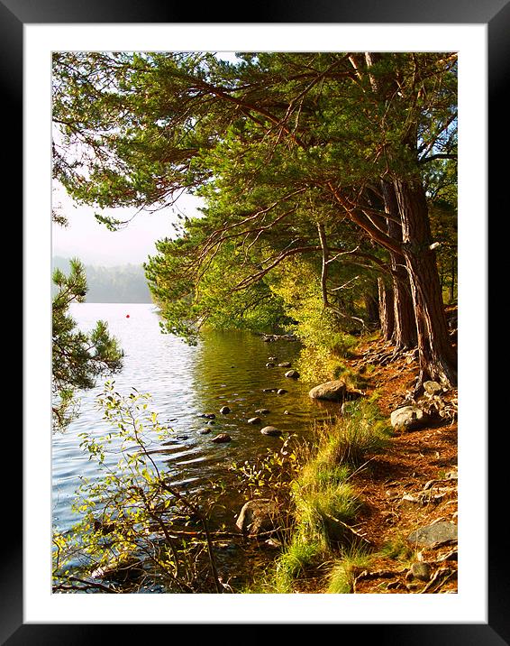 Loch an Eilien Framed Mounted Print by Tracey Whitefoot