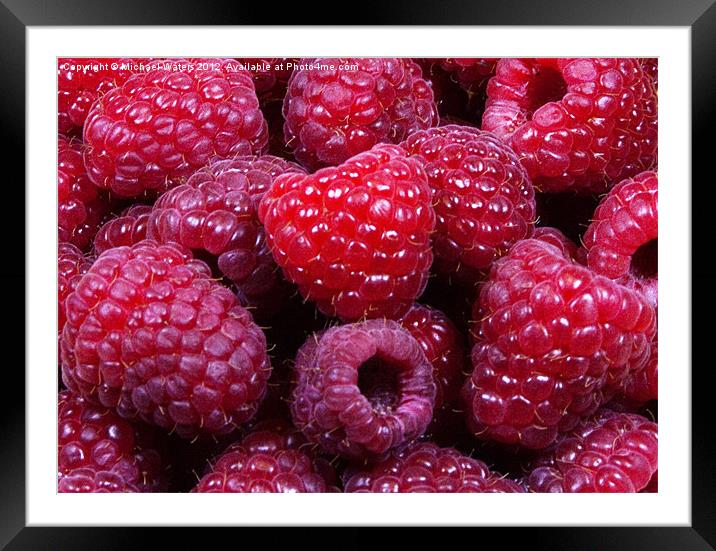 Red Raspberries Framed Mounted Print by Michael Waters Photography