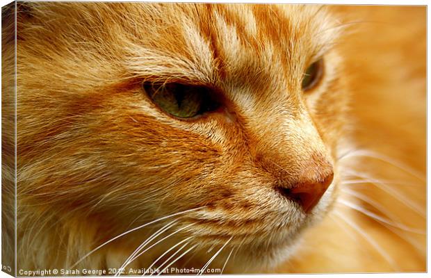 Cat in Close-up Canvas Print by Sarah George