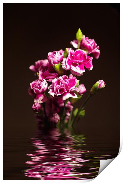 Carnations Print by Maria Tzamtzi Photography