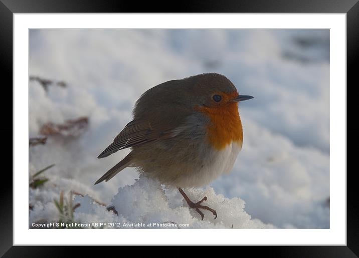 Robin at Christmas Framed Mounted Print by Creative Photography Wales