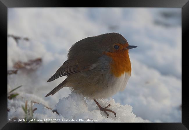 Robin at Christmas Framed Print by Creative Photography Wales