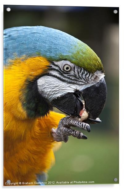 Macaw Acrylic by Graham Custance