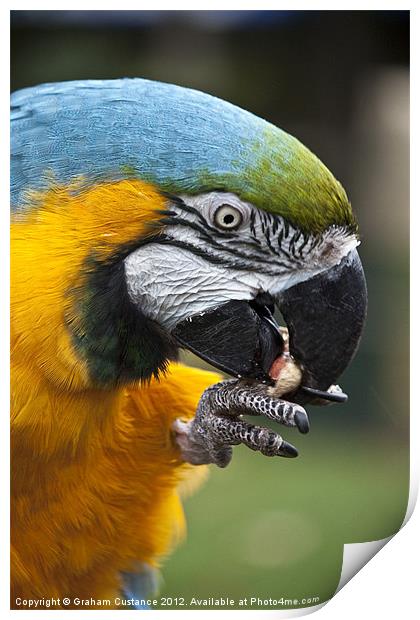 Macaw Print by Graham Custance