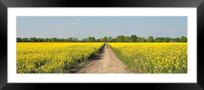 Rape Field - Panoramic Framed Mounted Print by graham young