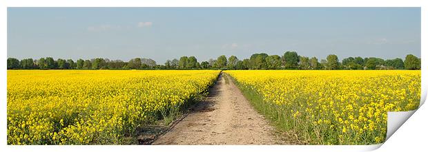 Rape Field - Panoramic Print by graham young